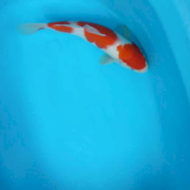KOHAKU step 3