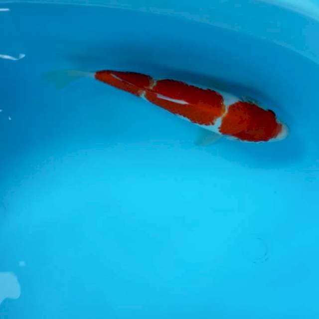 step 3 KOHAKU