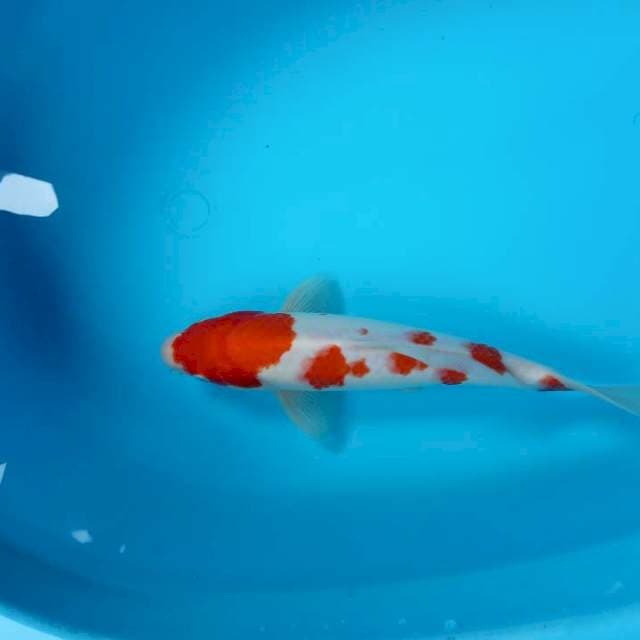 JANTAN KOHAKU