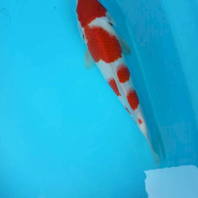 KOHAKU