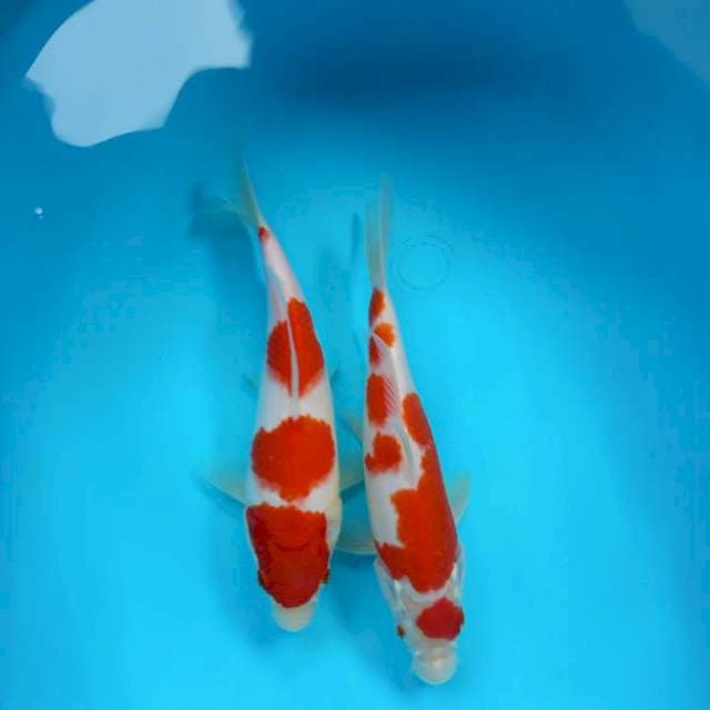 KOHAKU SUPER