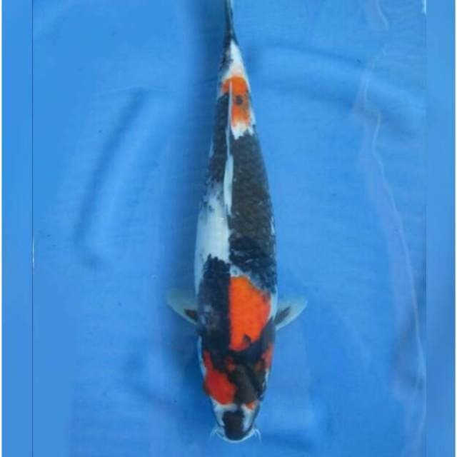 Showa Jet Black 38cm Female