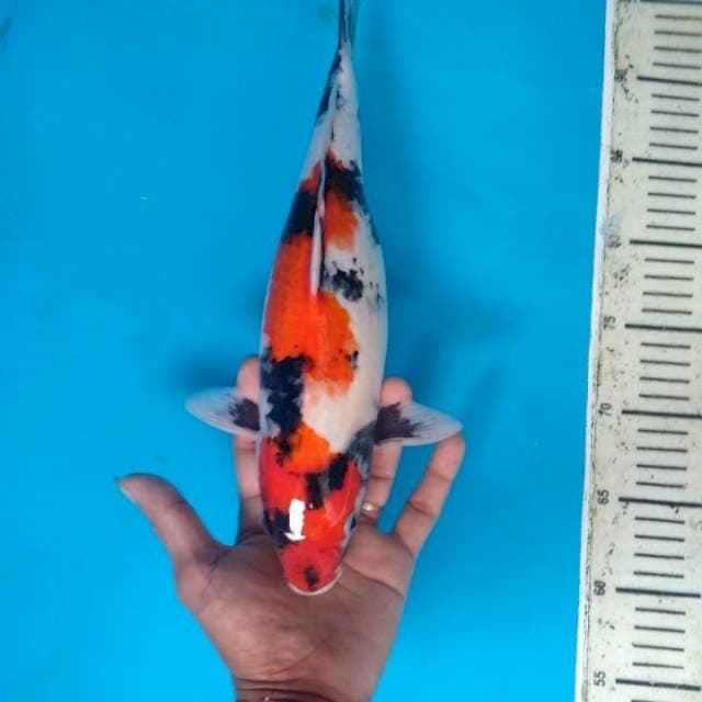 Maruten showa sanshoku