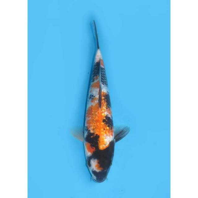 Showa Full Ginrin - 30cm