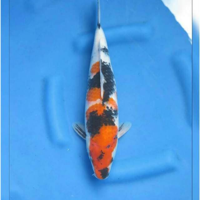 F1 Showa Good Body 38cm Female 