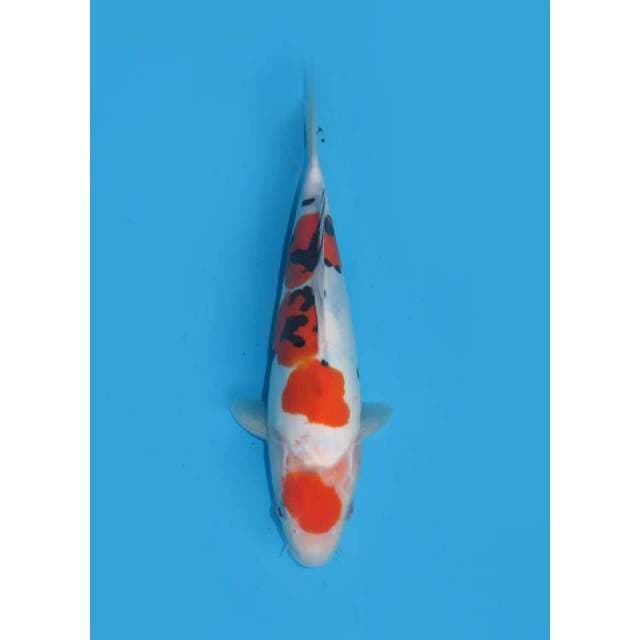 Sanke Doitsu Murni - 25cm