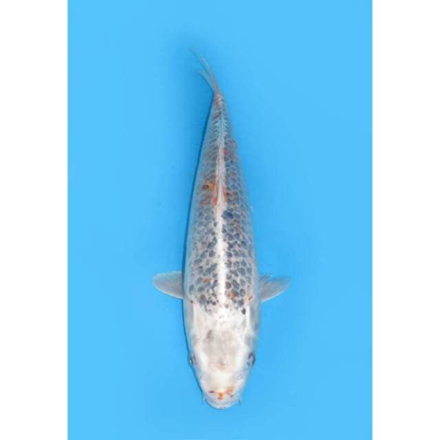Jumbo Matsuba - 55bu 