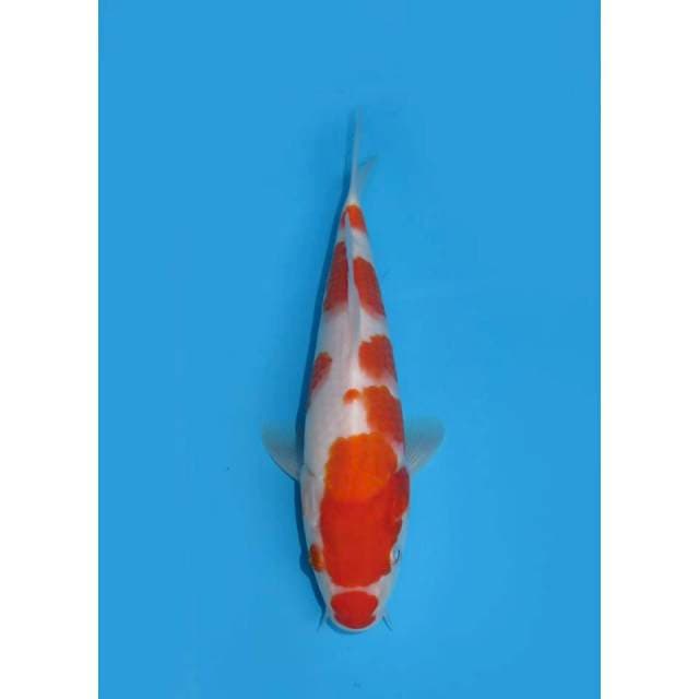 Tosai Kohaku - 22cm 