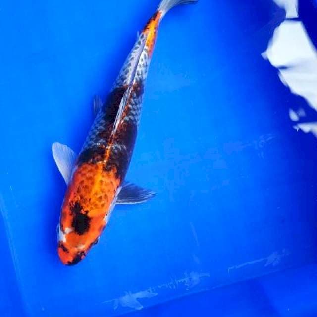 Hikari utsurimono 33cm