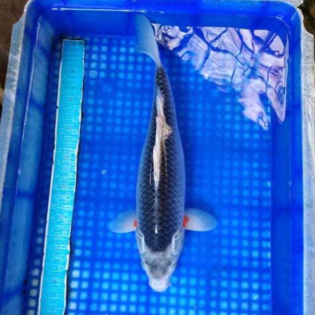 Asagi f1 calon jumbo 44cm