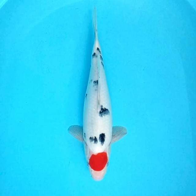 Tancho Sanke Original # 36cm