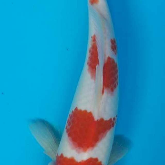 Kohaku