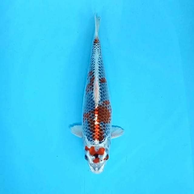 Kujaku # 34cm