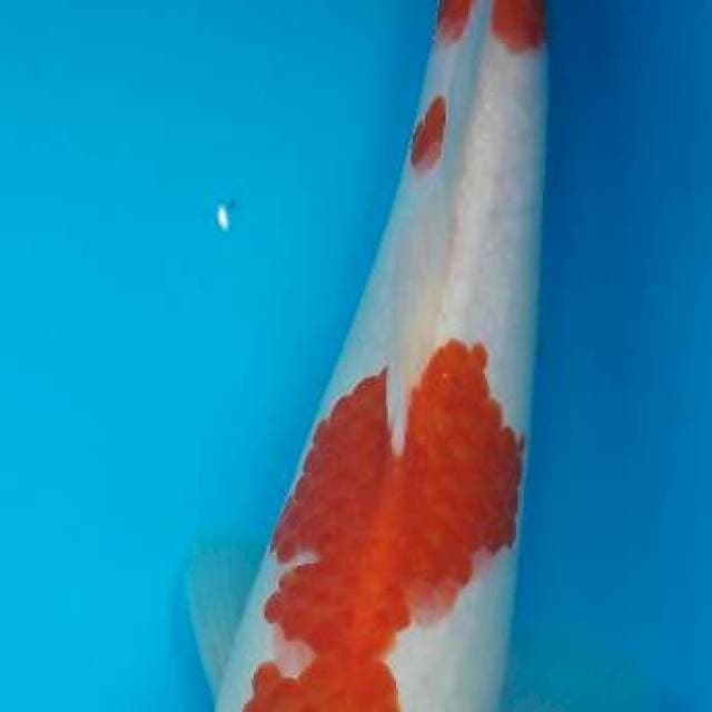 Kohaku