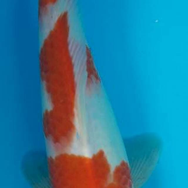 Kohaku