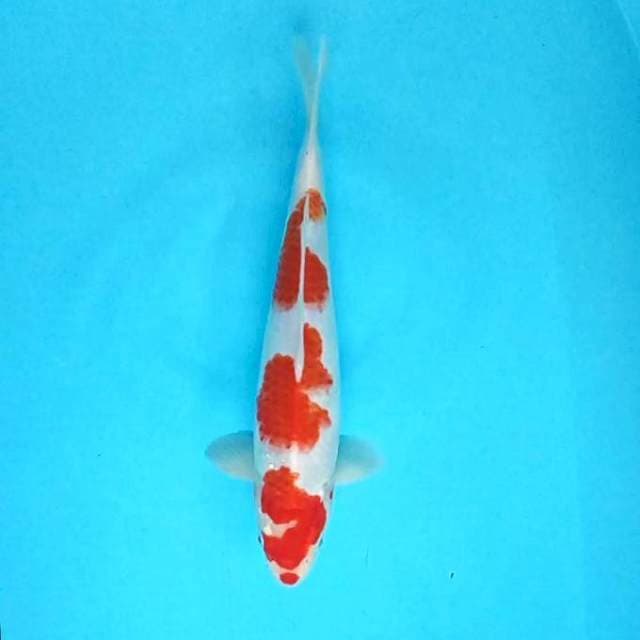 Kohaku # 33cm