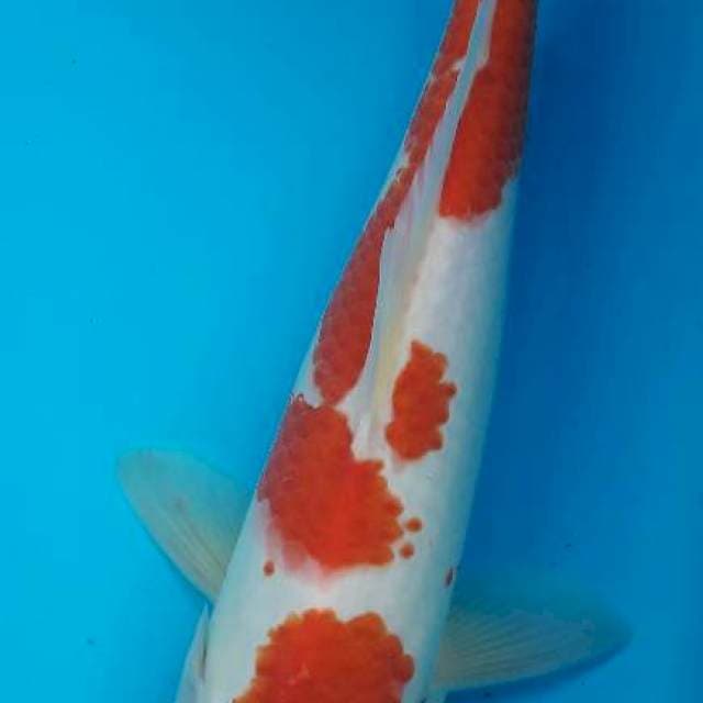 Kohaku