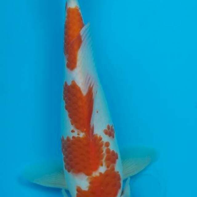 Kohaku