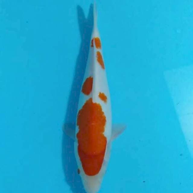 Kohaku