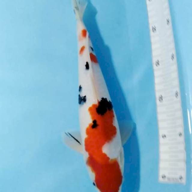 INA Sanke sutbosumi mAle