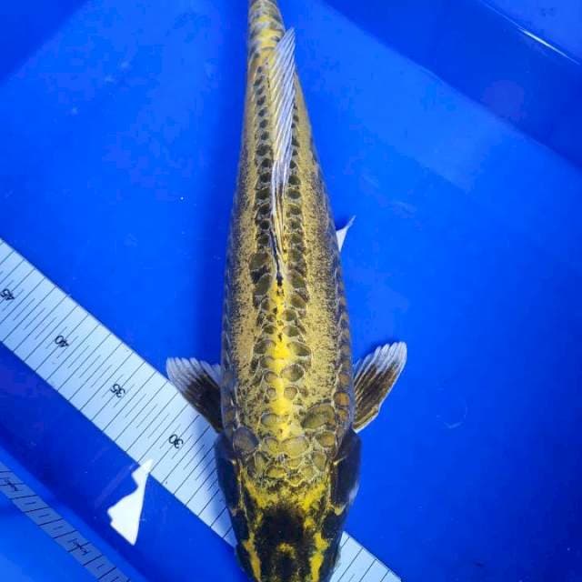 The monster Kawari size:51cm, Kepala Kelelawar. 
