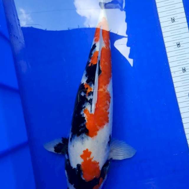Showa beautiful 45 cm.