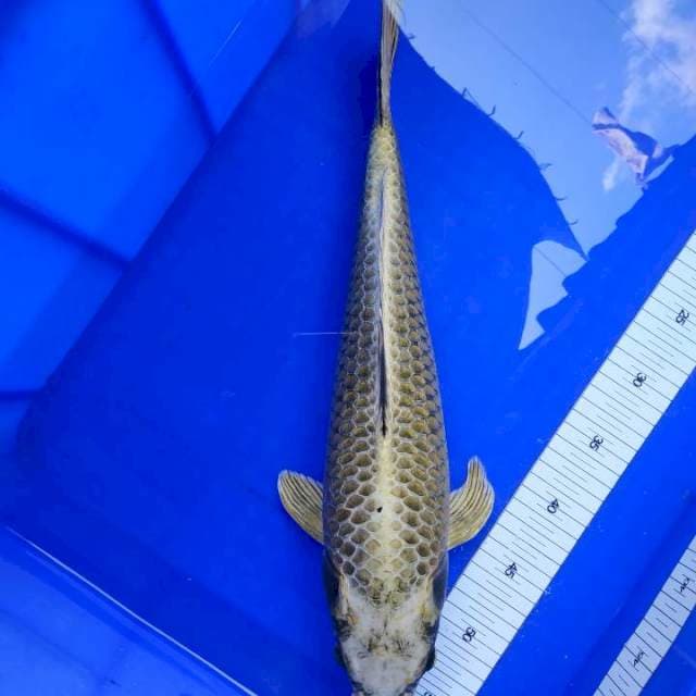 Mukasi Uuuyyeee...45 cm.