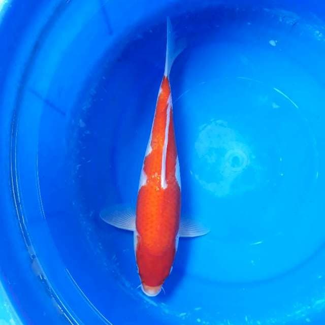 Kohaku Bakat Jumbo