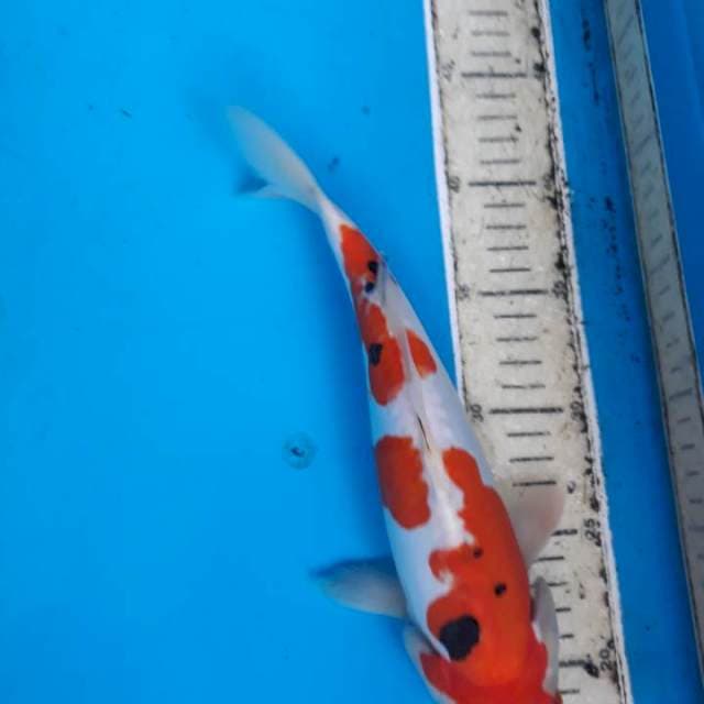 Sanke doit 28cm