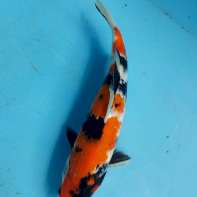 Sowa strong 31cm 