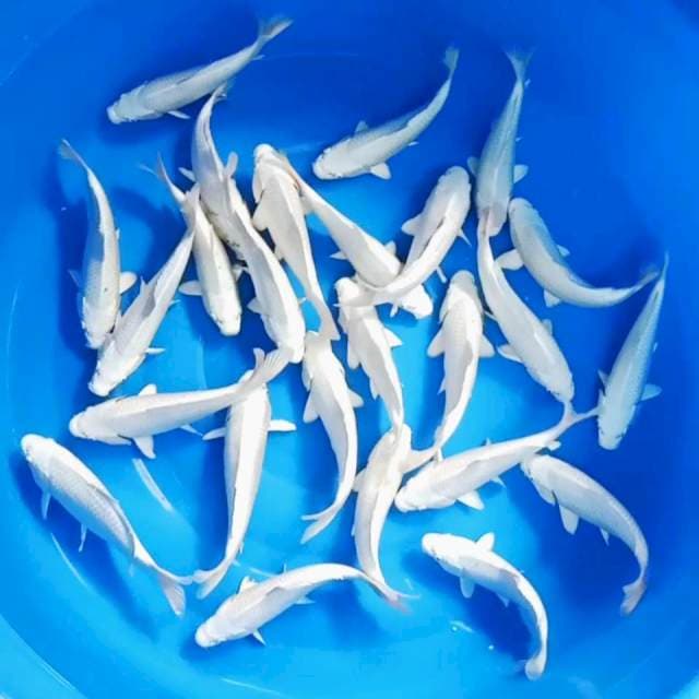 Platinum punuk 25 ekor