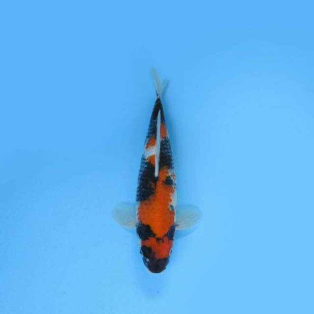 SHOWA SANSHOKU F1 SPECIAL PATTERN