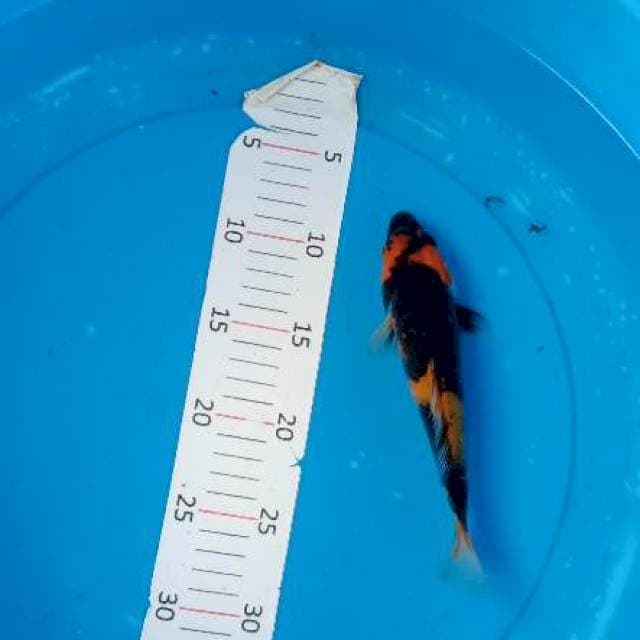 Calon Showa sq