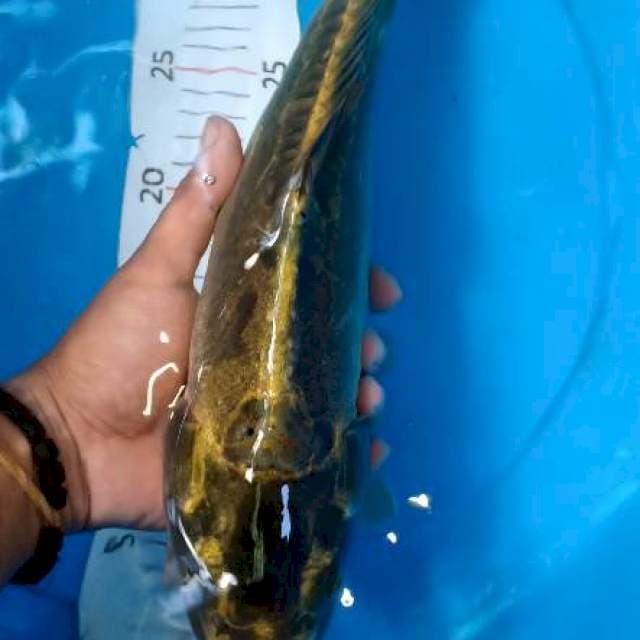 Kiko 40cm
