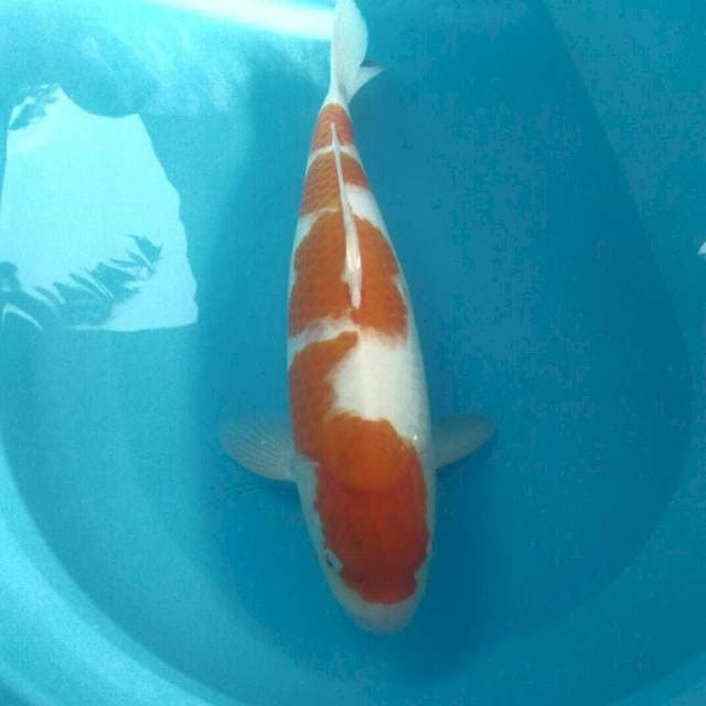 Kohaku, 47 cm