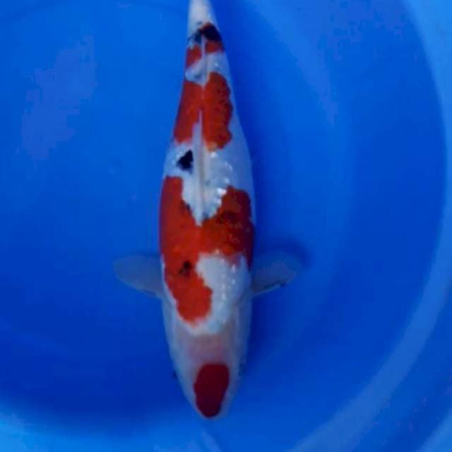 Joss 35cm