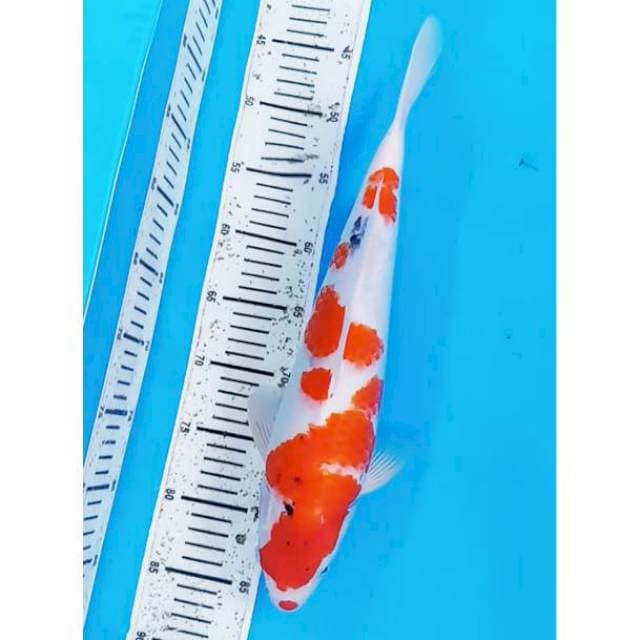 Sanke 38 cm .male