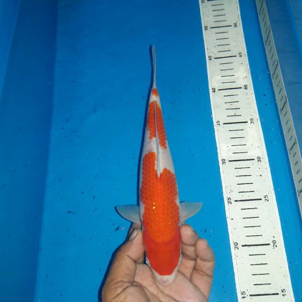 Kohaku