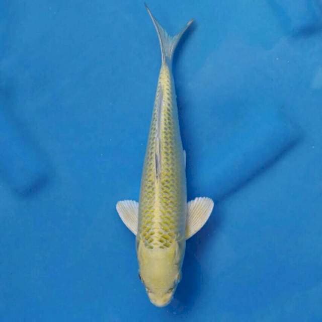 Okawa Mukashi Ogon