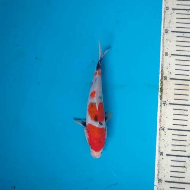 Showa sanshoku tategoi