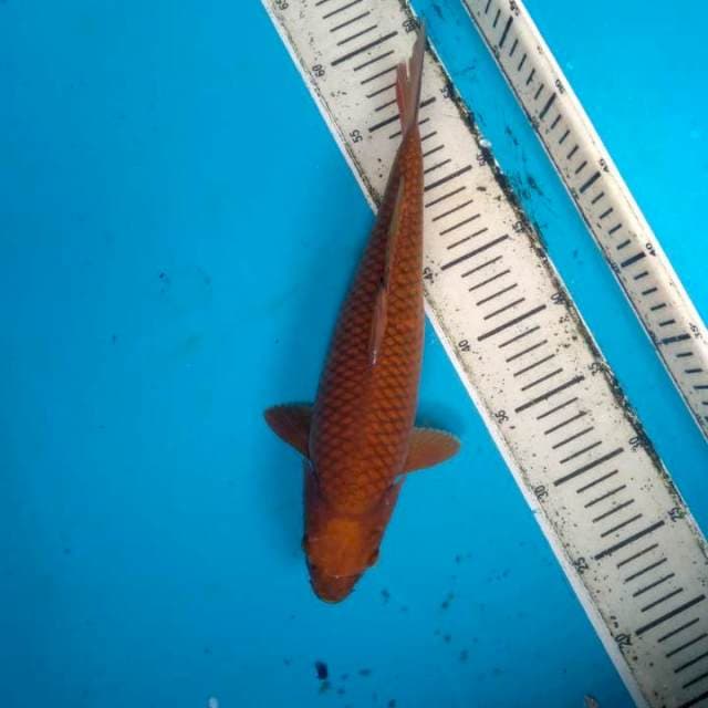 Cagoi tembaga