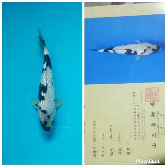 Ginrin shiro yamasan farm