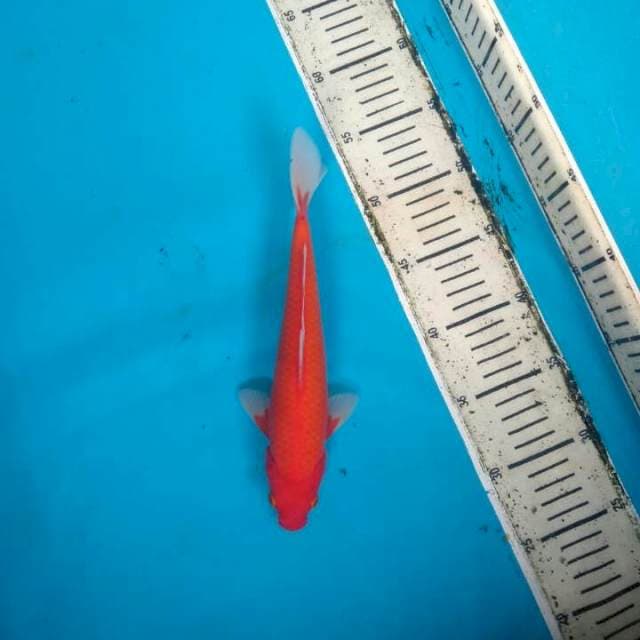 Akahajiro merah josss