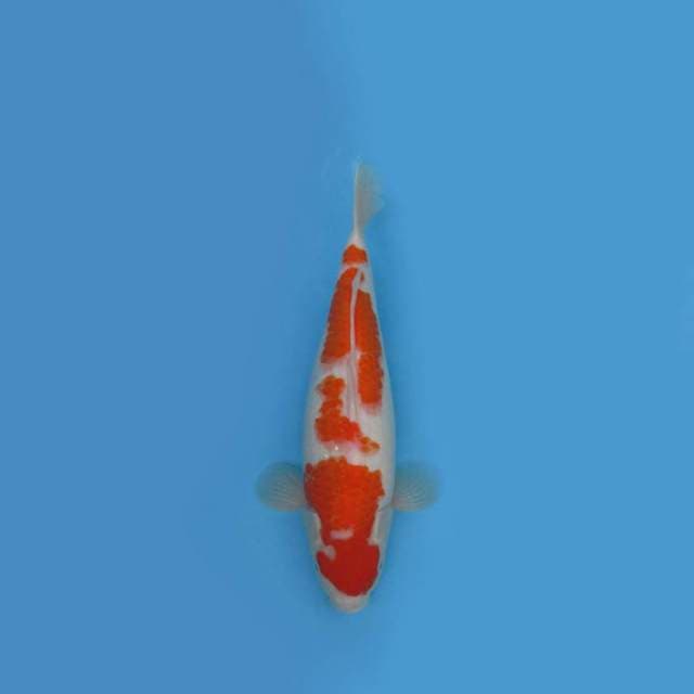 KOHAKU F1-BULKY CALON JUMBO