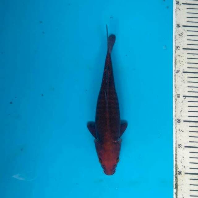 Chagoi Tembaga
