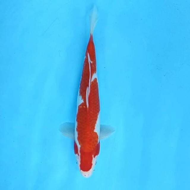 4. Kohaku || 30 cm