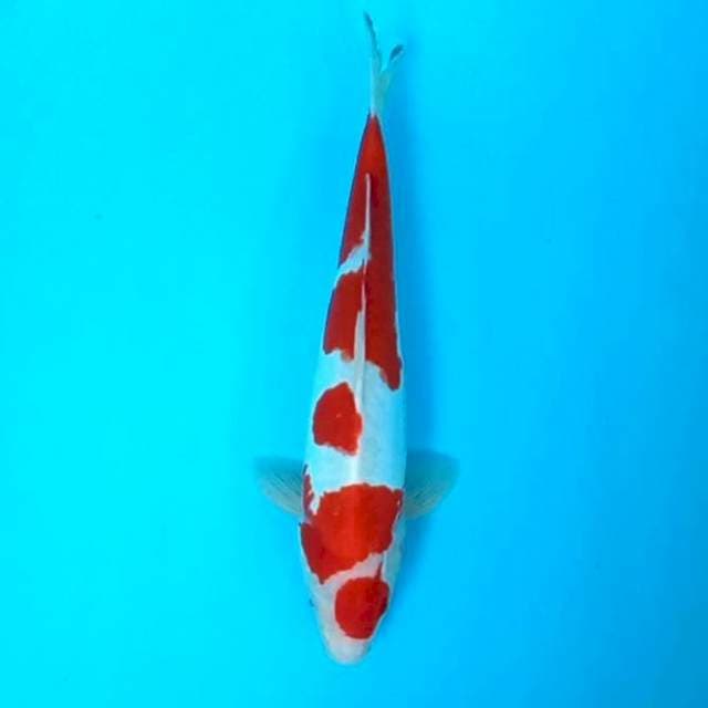 6. Doitsu Kohaku || 35 cm