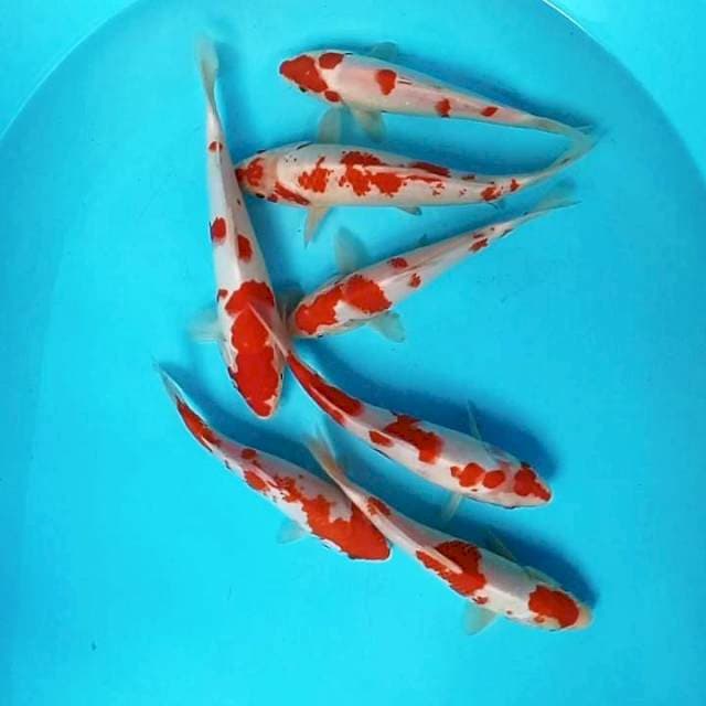 9. Paket Kohaku || 20 - 25 cm