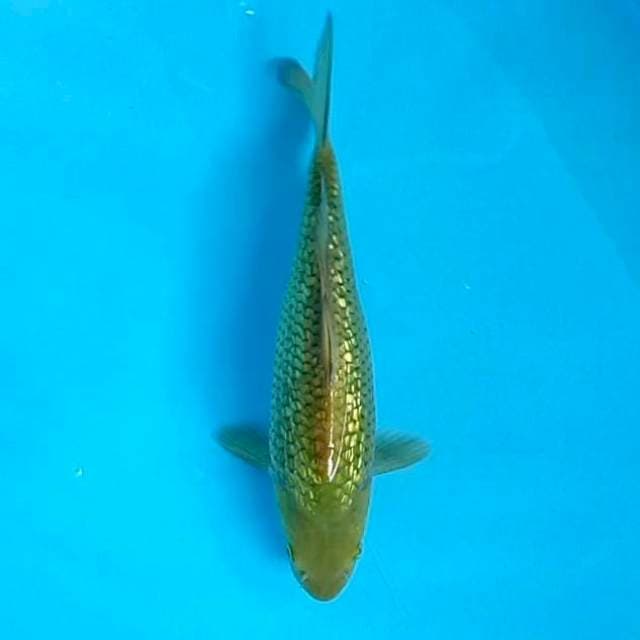 11. Midori Ginrin || 27 cm