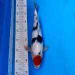 TANCHO SHOWA 35cm MALE